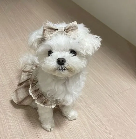 Hình nền con chó cute tạo không gian sống động cho thiết bị
