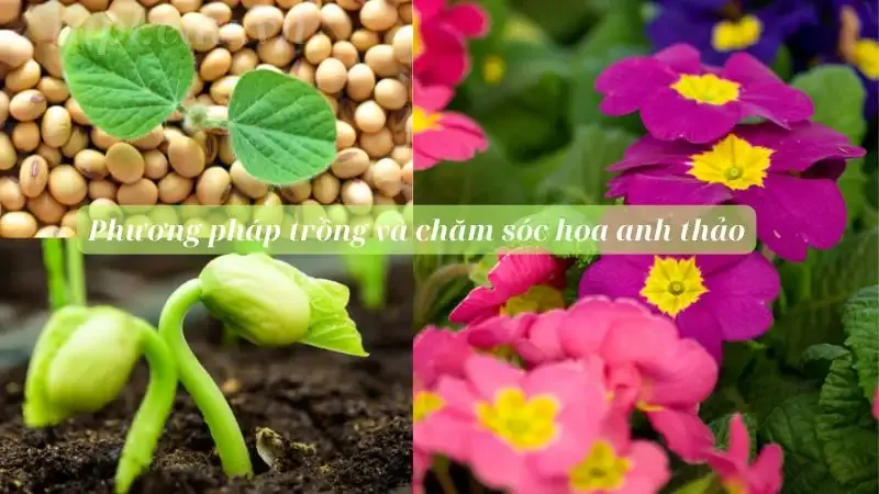 hoa anh thảo 6
