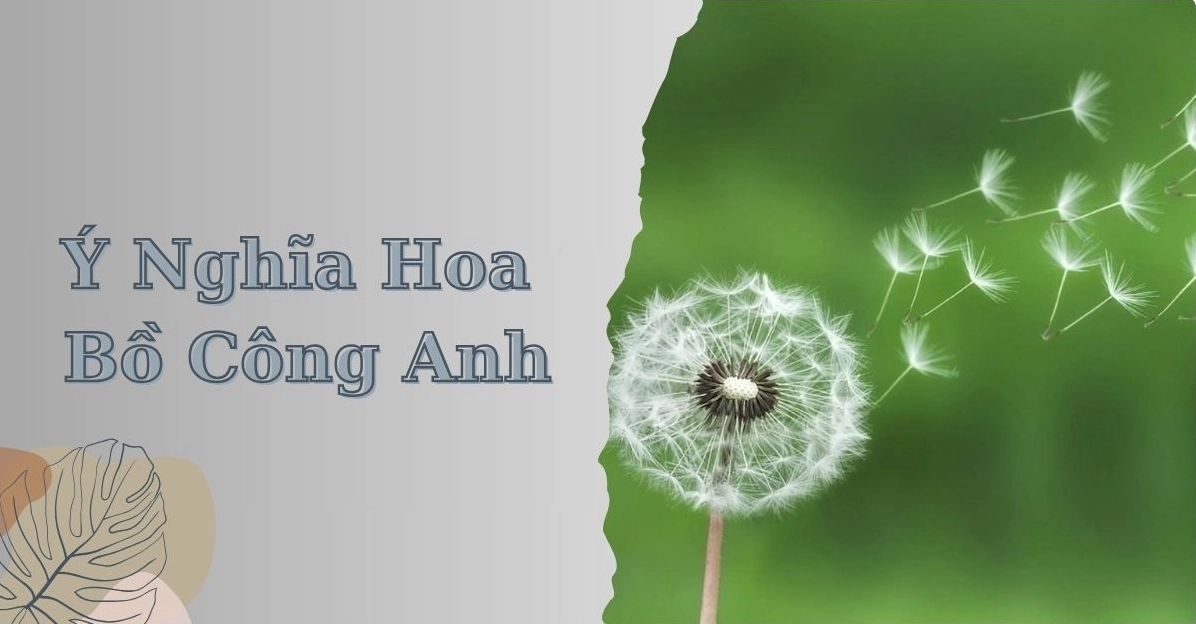Hoa Bồ Công Anh: Ý Nghĩa Sâu Sắc và Truyền Thuyết Đằng Sau