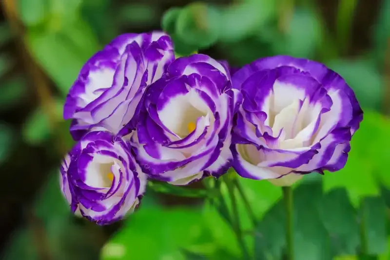 hoa Cát Tường 13