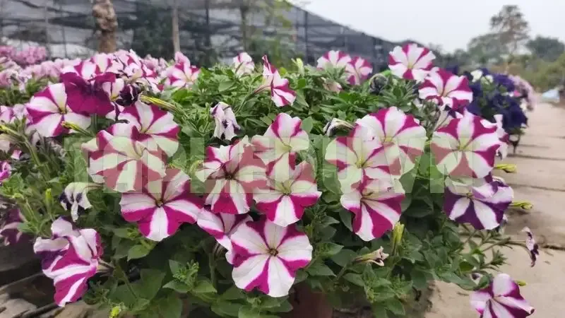 Hoa Dạ Yến Thảo 4