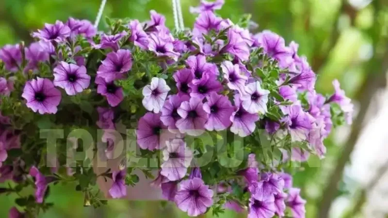 Hoa Dạ Yến Thảo 7