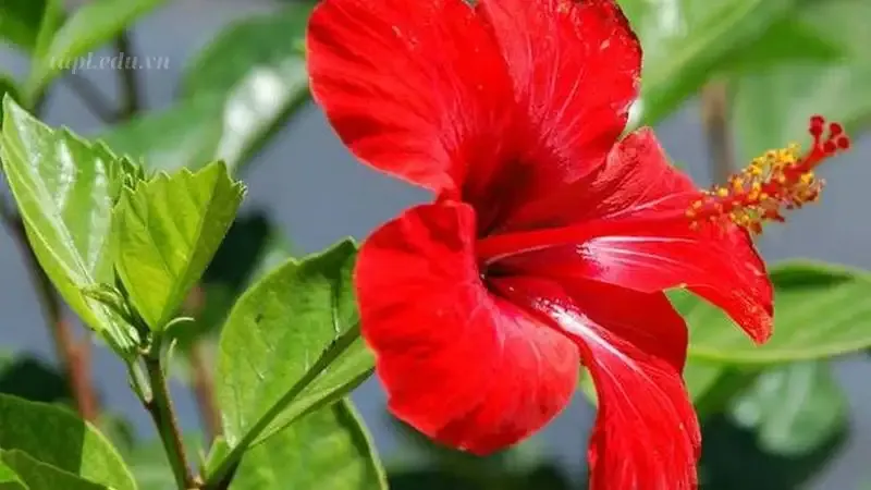 hoa Dâm Bụt 2