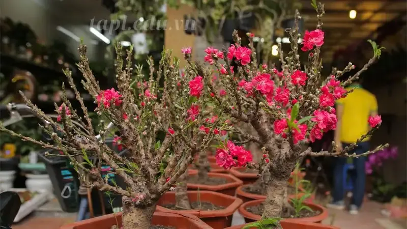 hoa đào 8