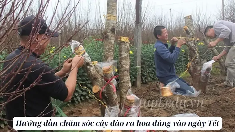 hoa đào 9