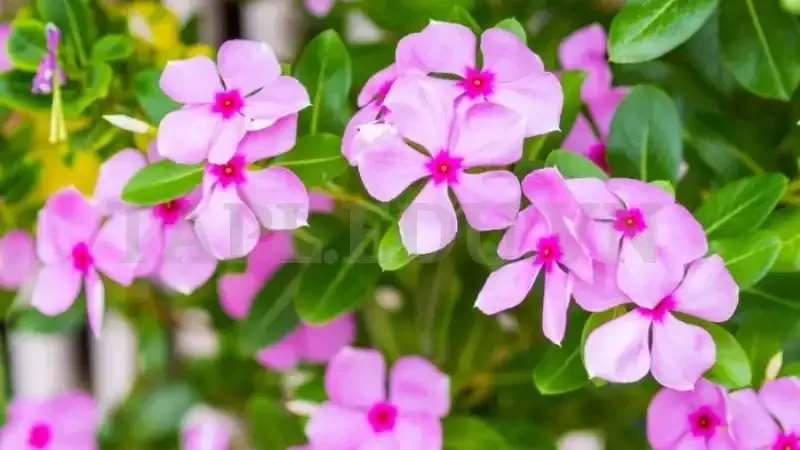 Hoa Dừa Cạn 11