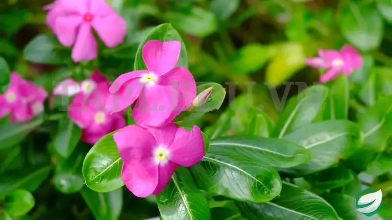 Hoa Dừa Cạn 6