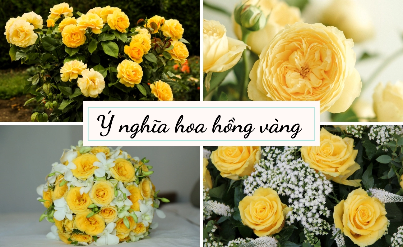 Hoa hồng vàng mang ý nghĩa gì? Thời điểm tặng quà thích hợp