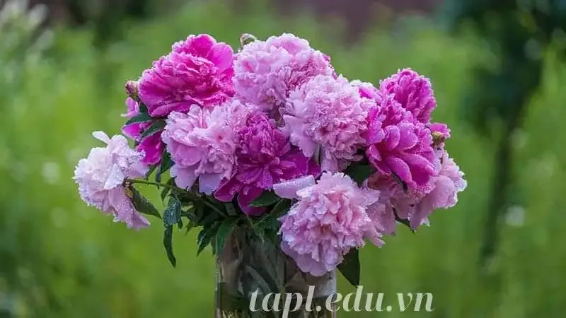 hoa Mẫu Đơn 7