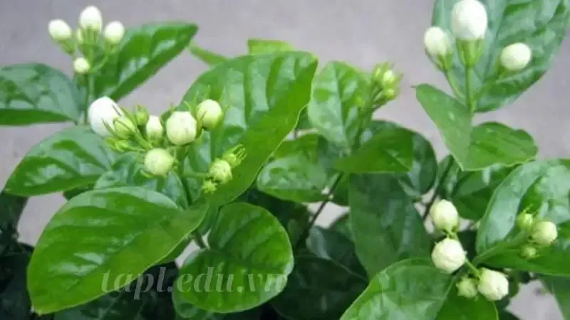 hoa nhài 5