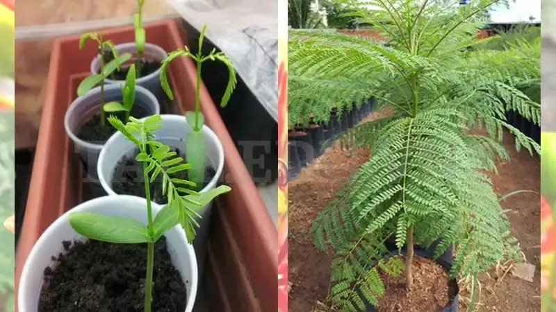 hoa Phượng Vĩ 11