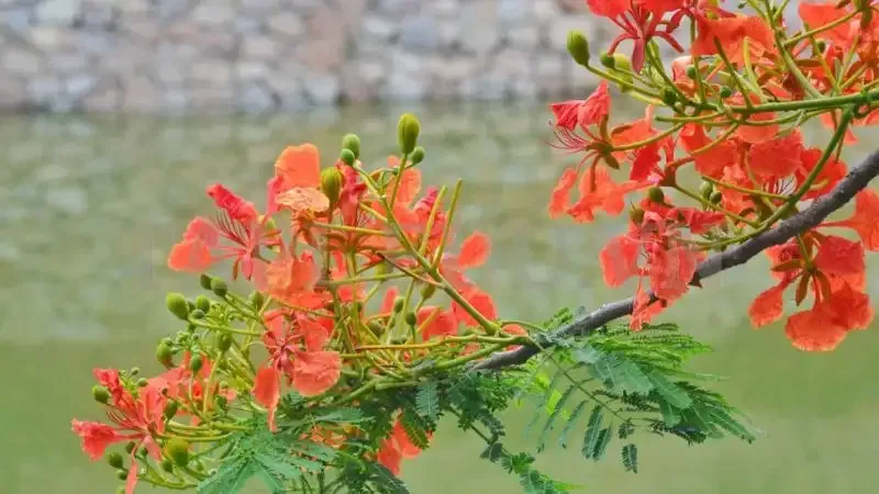 hoa Phượng Vĩ 6