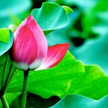 Hoa Sen Trắng: Ý Nghĩa Sâu Sắc và Biểu Tượng Thuần Khiết