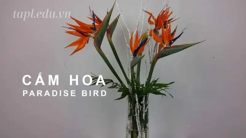 Hoa Thiên Điểu 9
