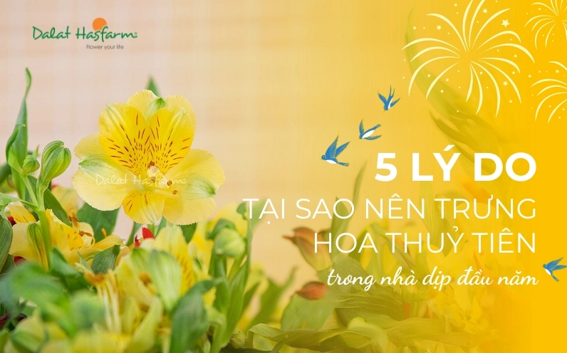 Hoa Thủy Tiên có ý nghĩa gì? Khám phá vẻ đẹp và biểu tượng may mắn