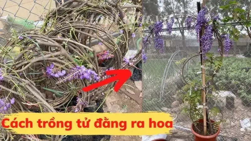 hoa Tử Đằng 9