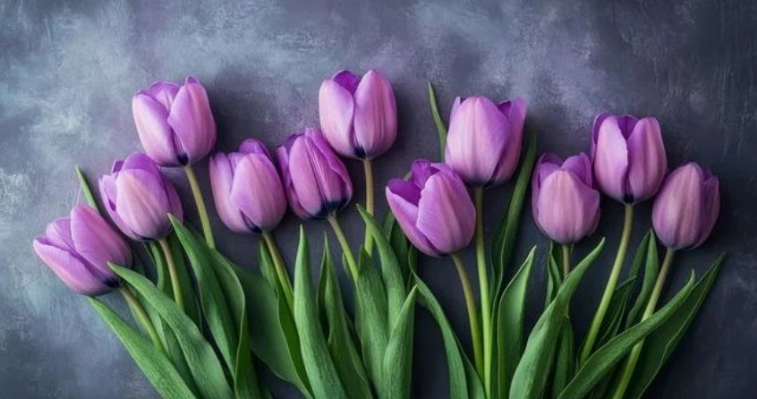 Hoa Tulip Tím Có Ý Nghĩa Gì? Khám Phá Sâu Sắc Vẻ Đẹp & Biểu Tượng