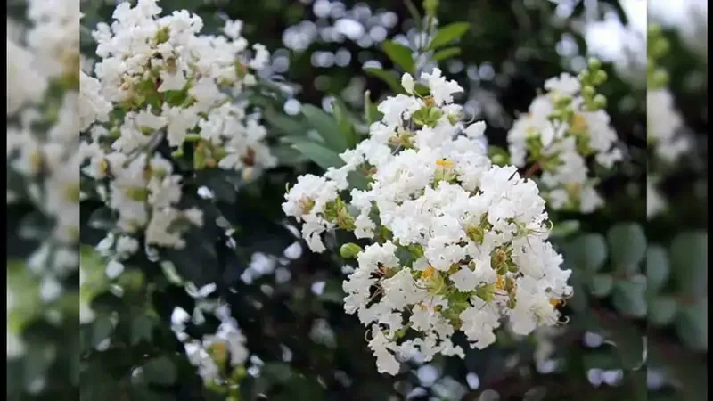 hoa tường vi 22