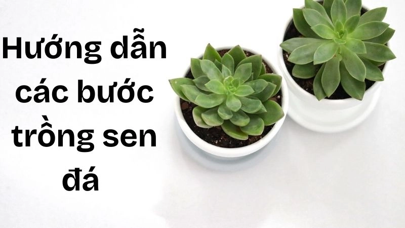 Hướng dẫn các bước trồng sen đá trong chậu nhỏ 