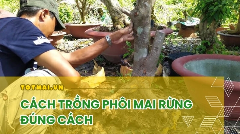 Hướng dẫn chi tiết cách trồng cây mai vàng chuẩn chỉnh từ A đến Z