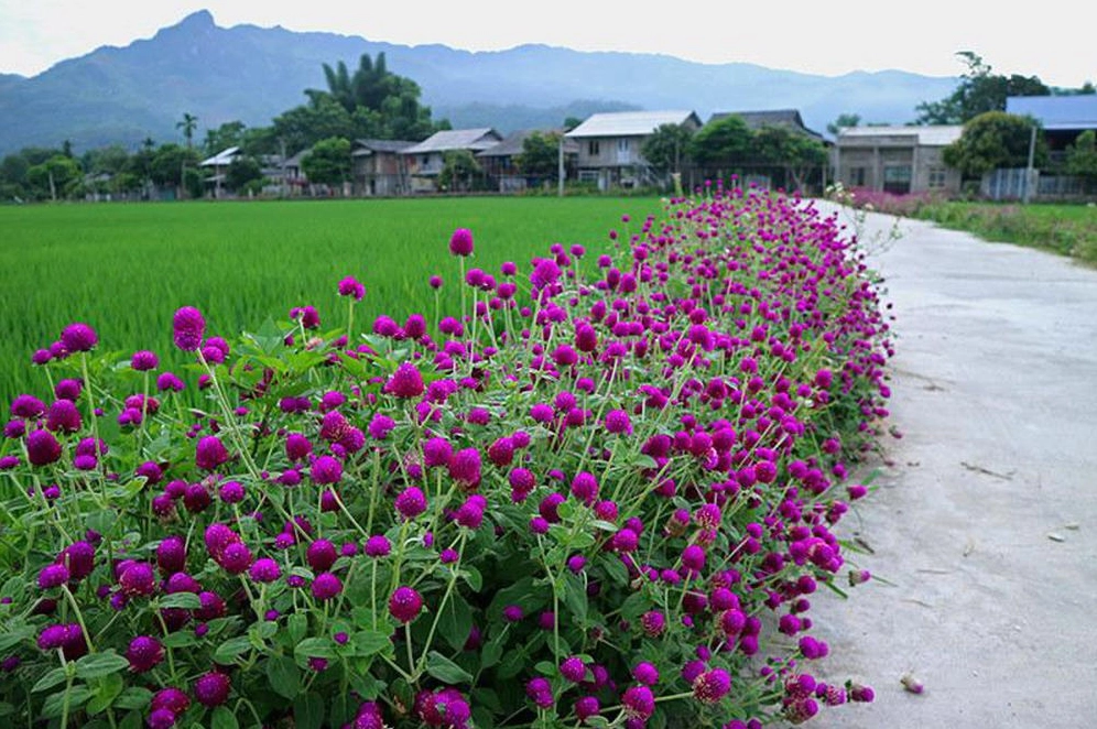 Khám phá các loại cây hoa màu tím trồng ven đường tại Việt Nam