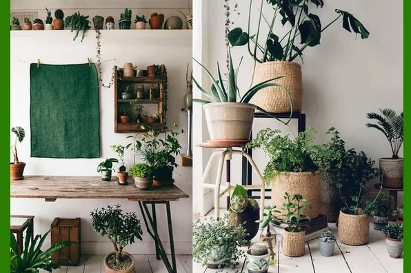 Khám phá thế giới cây cảnh trồng trong nhà: Lựa chọn và chăm sóc cho không gian sống