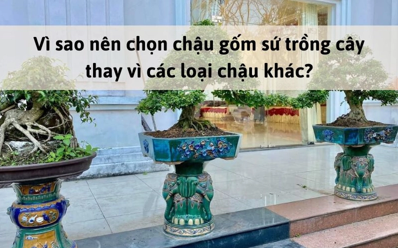 Khám phá thế giới chậu gốm sứ trồng cây: Vẻ đẹp tinh tế cho không gian xanh