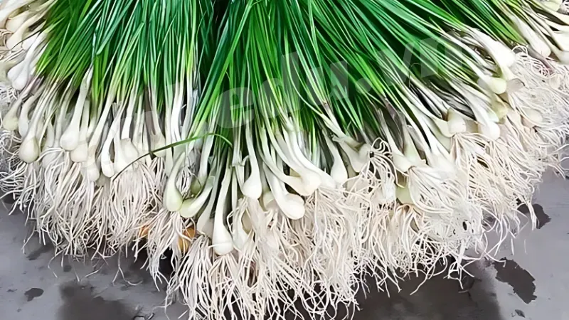 Kiểm tra và xử lý đất trồng củ kiệu
