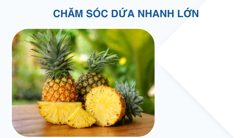 Kỹ thuật chăm sóc giúp dứa lớn nhanh