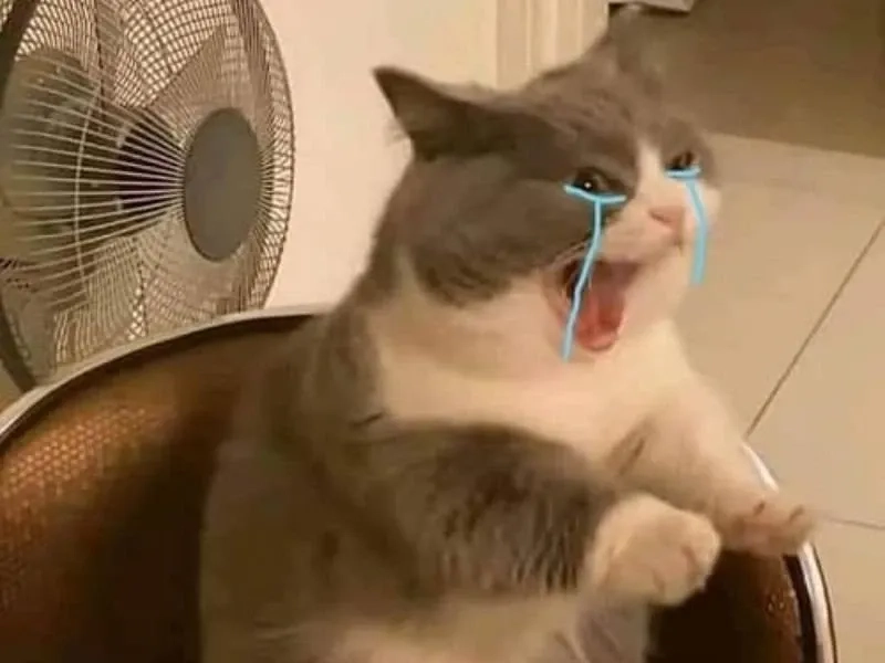 Chú mèo hài meme mèo khóc cute đáng yêu và ngộ nghĩnh phù hợp mọi người
