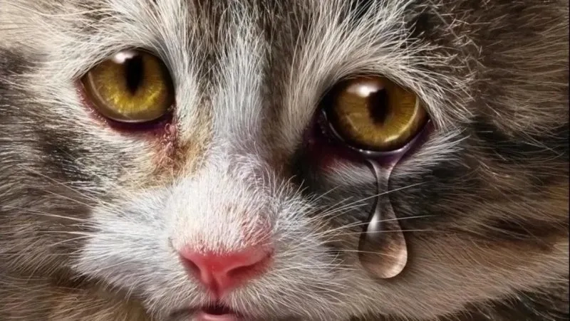 Ảnh meme mèo khóc thú vị và đáng yêu phù hợp mọi tình huống