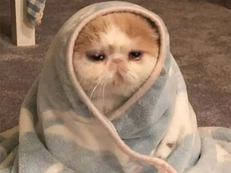 Che miệng meme mèo khóc cute dễ thương và độc đáo gây ấn tượng