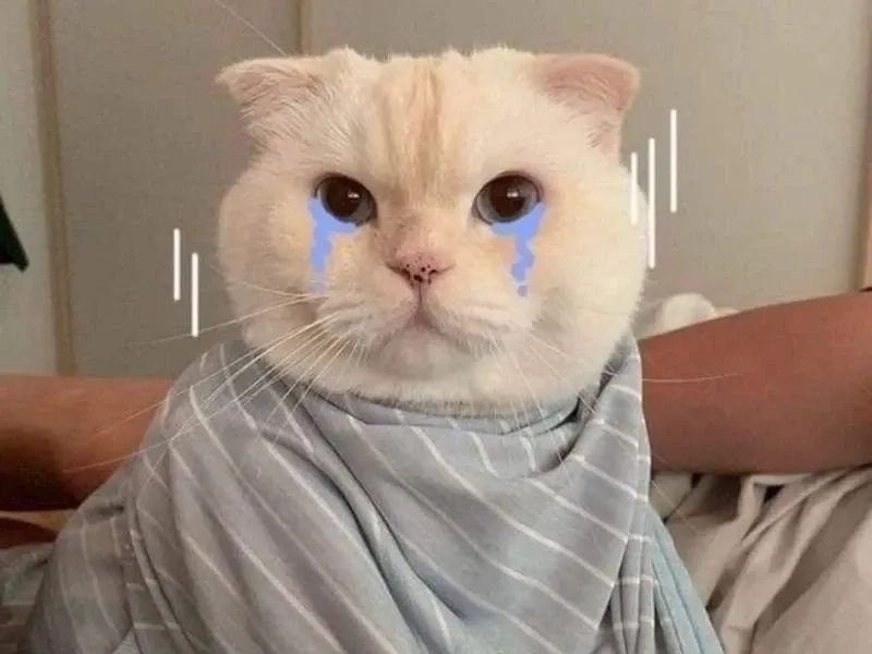 Mèo meme ngộ nghĩnh và đáng yêu phù hợp chia sẻ với bạn bè