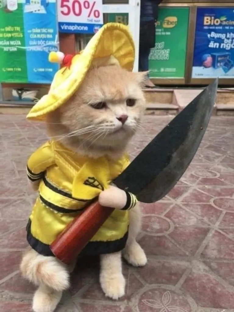 Há mồm cute meme mèo cười đáng yêu và ngộ nghĩnh dễ sử dụng