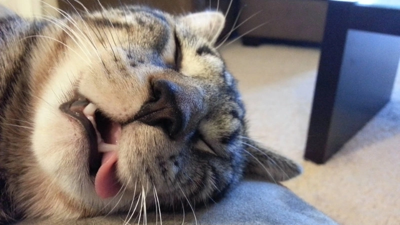 Meme mèo bựa cute làm tim tan chảy