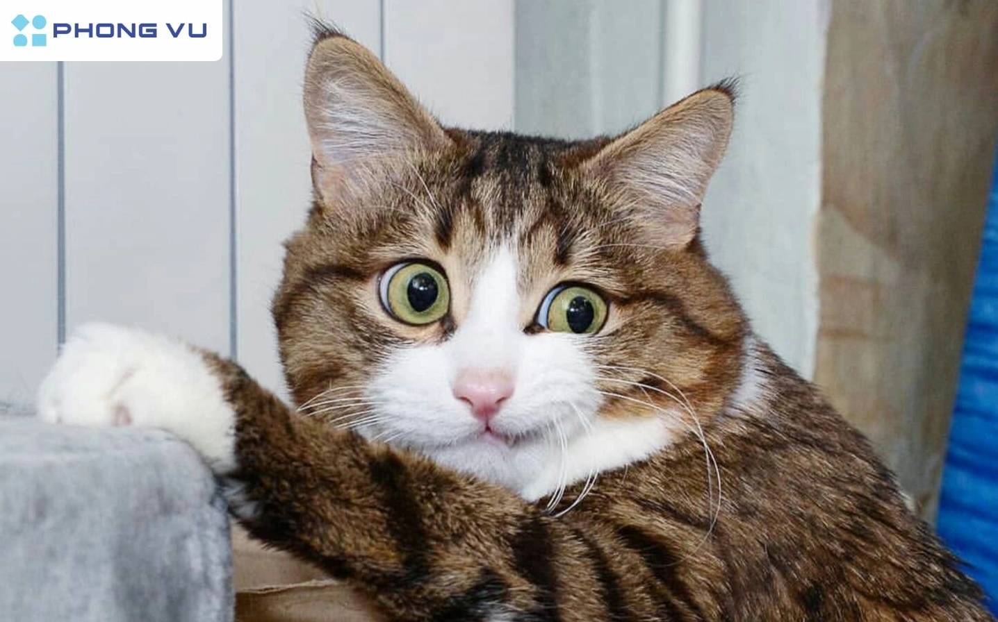 Meme mèo buồn: Tổng hợp biểu cảm hài hước và đáng yêu