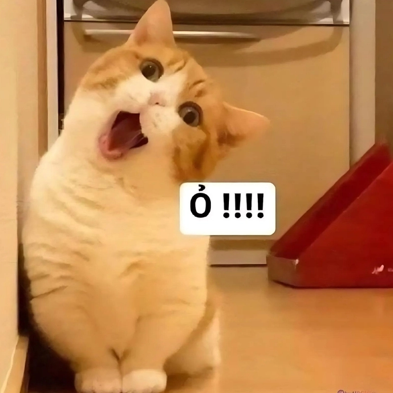 Meme mèo cười cute làm tan chảy trái tim