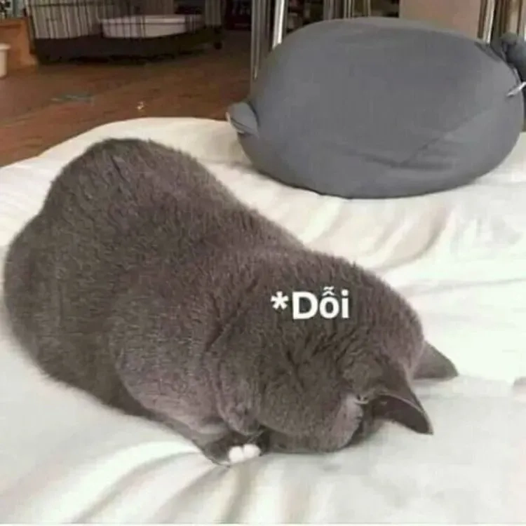 Meme mèo cười hehe thú vị và dễ dàng chia sẻ với bạn bè