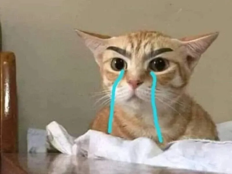 Meme mèo cute ngộ nghĩnh và đáng yêu dành cho mọi người