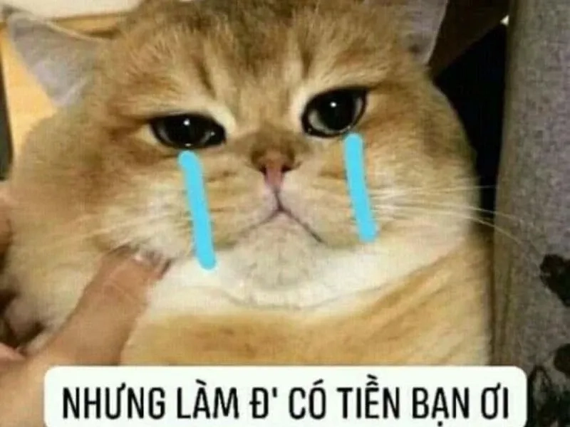 Ảnh mèo meme hài hước và đáng yêu phù hợp mọi người