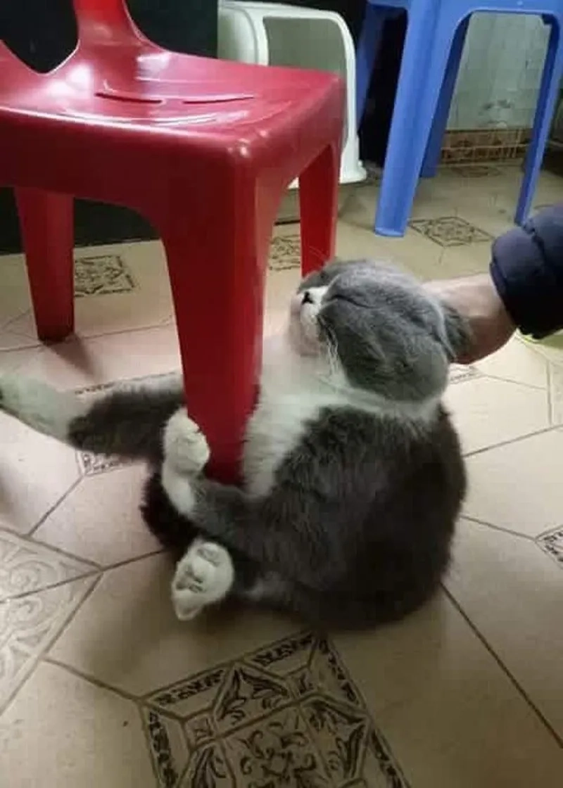 Meme ôm cute xoa dịu mọi tâm trạng