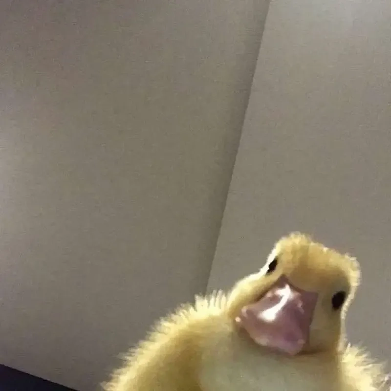 Meme vịt vàng khiến ngày của bạn thêm phần rực rỡ và tươi vui