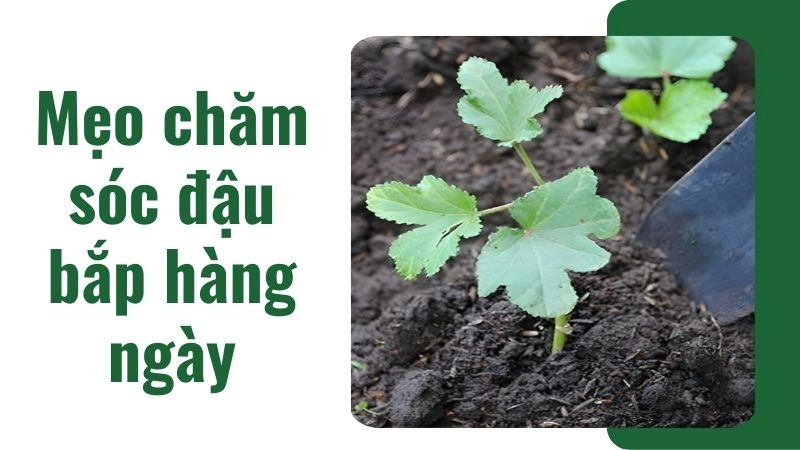 Mẹo chăm sóc đậu bắp hàng ngày cho người bận rộn