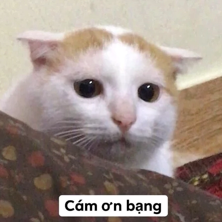 Ngàn Lời Cảm Ơn: Khám Phá Bộ Meme Độc Đáo Nhất Năm 2026