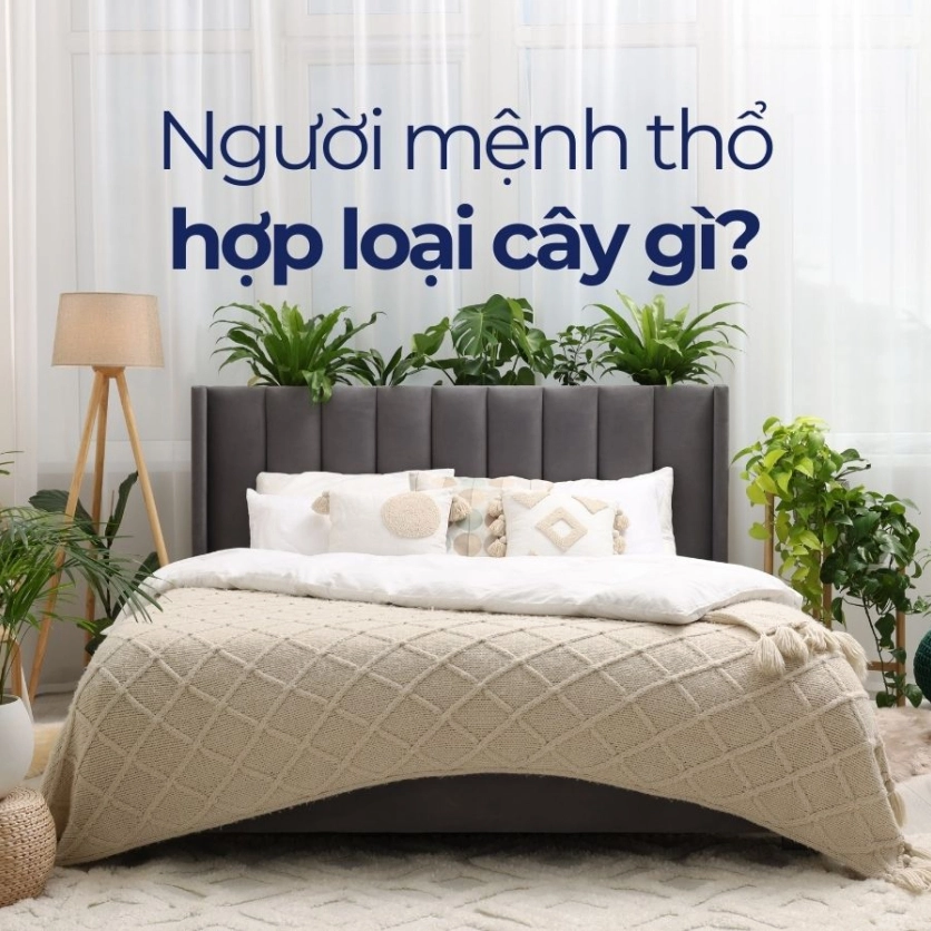 Người mệnh Thổ hợp cây gì để thu hút tài lộc và may mắn năm 2026?