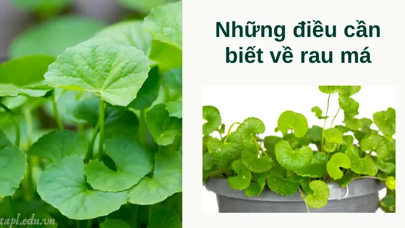 Những điều cần biết về rau má