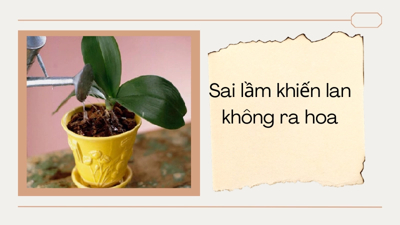 Những sai lầm khi trồng lan khiến cây không ra hoa