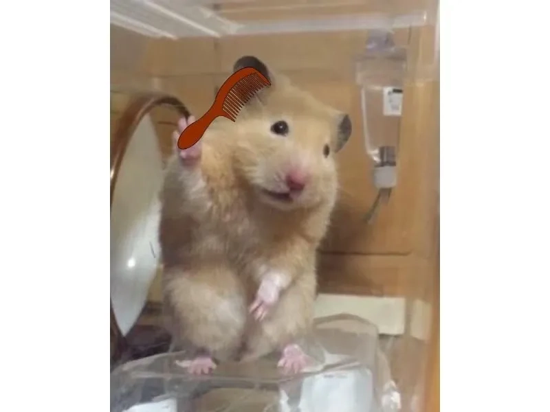 Ảnh con chuột meme ngộ nghĩnh và đáng yêu phù hợp chia sẻ