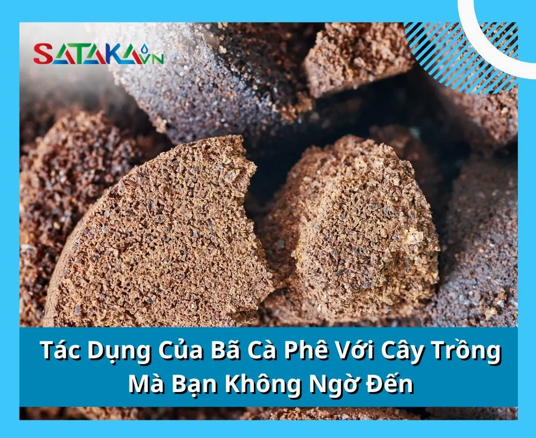 Tác dụng của bã cà phê với cây trồng: Hướng dẫn chi tiết