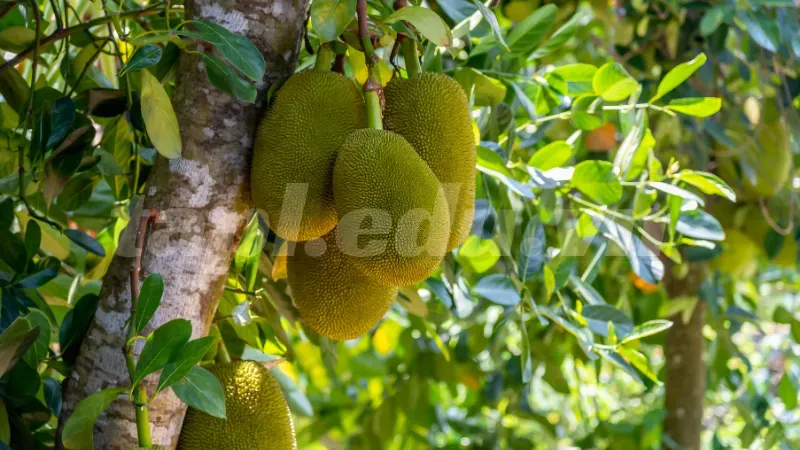 Thời vụ trồng cây mít